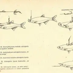 Jak założyć rosówkę na haczyk, by zwiększyć szanse na ryby