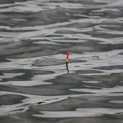 Spławik na wodzie, gotowy do pokazania, jak zmierzyć głębokość łowiska wędką spławikową krok po kroku.