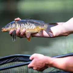 Zbrojenie martwej rybki do łowienia z gruntu. Karp trzymany w dłoni, żyłka wychodzi z pyska, gotowy do naturalnego opadania.