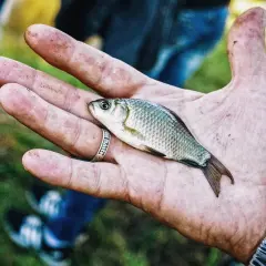 Czy dzisiaj biorą ryby? Sprawdź niską aktywność i najlepsze godziny