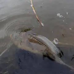 Karp złowiony metodą pellet waggler, żerujący w połowie wody. Widać siatkę podbieraka i trzcinę.