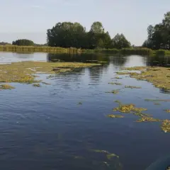 Wędkowanie na zarośniętym jeziorze, widok z łodzi na wodę z glonami i wędkę.