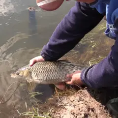 Wędkarz trzyma złowionego klenia lub jazia, złowionego na chleb z powierzchni rzeki.