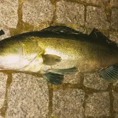 Jaki spinning na sandacza - wybierz najlepszą wędkę do skutecznego łowienia