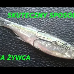 Jak założyć żywca na haczyk – skuteczne metody na udany połów