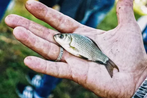 Czy dzisiaj biorą ryby? Sprawdź niską aktywność i najlepsze godziny