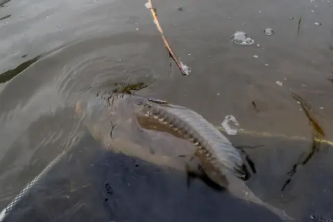 Karp złowiony metodą pellet waggler, żerujący w połowie wody. Widać siatkę podbieraka i trzcinę.