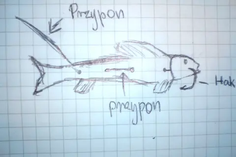 Szkic zbrojenia martwej rybki na sandacza. Systemik z dwoma haczykami, oznaczony jako "przypon" i "hak", gotowy do połowu.