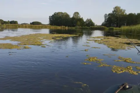Wędkowanie na zarośniętym jeziorze, widok z łodzi na wodę z glonami i wędkę.