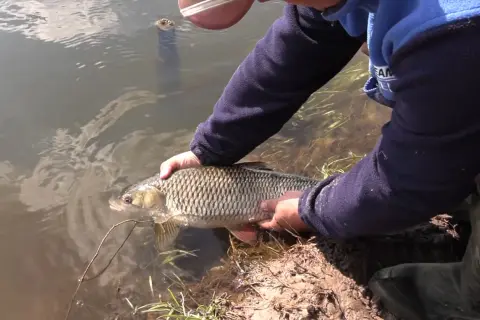 Wędkarz trzyma złowionego klenia lub jazia, złowionego na chleb z powierzchni rzeki.