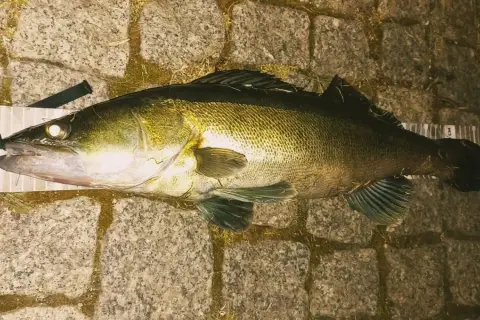 Jaki spinning na sandacza - wybierz najlepszą wędkę do skutecznego łowienia