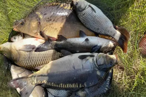Mączka rybna na jakie ryby - skuteczne gatunki i sprawdzone metody