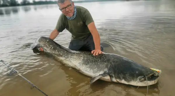 Wędkarz z ogromnym sumem na brzegu. Pokazuje, co na suma z brzegu jak wywieźć zestaw bez łódki.