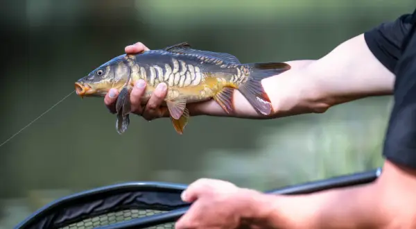 Zbrojenie martwej rybki do łowienia z gruntu. Karp trzymany w dłoni, żyłka wychodzi z pyska, gotowy do naturalnego opadania.