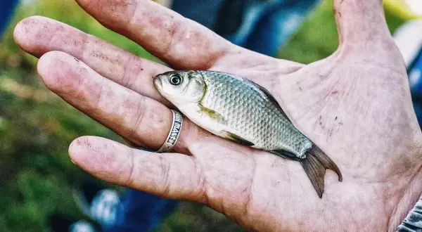 Czy dzisiaj biorą ryby? Sprawdź niską aktywność i najlepsze godziny