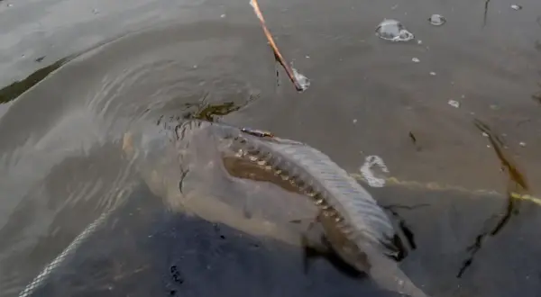 Karp złowiony metodą pellet waggler, żerujący w połowie wody. Widać siatkę podbieraka i trzcinę.