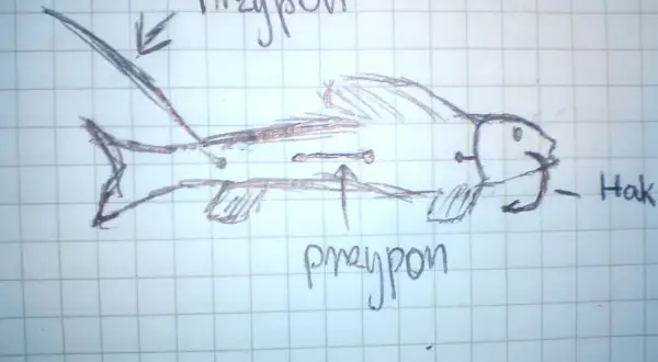 Szkic zbrojenia martwej rybki na sandacza. Systemik z dwoma haczykami, oznaczony jako "przypon" i "hak", gotowy do połowu.