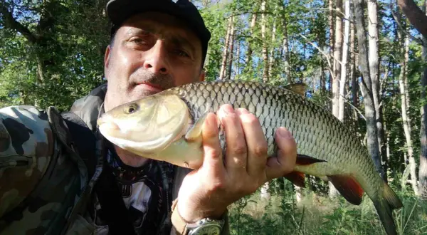 Wędkarz prezentuje złowionego klenia. Pokazuje, jak prowadzić smużaki w nurcie rzeki, by skutecznie łowić te ryby.