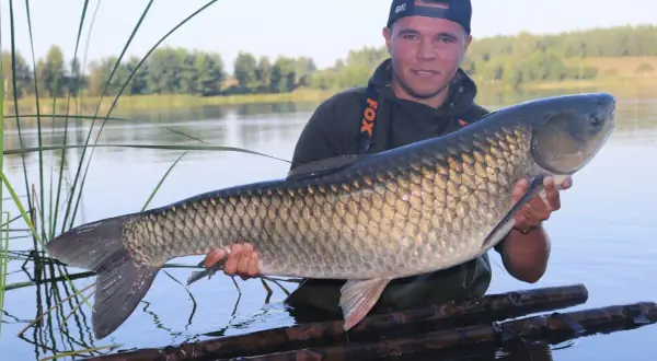 Jak szybko rośnie amur? Odkryj zaskakujące tempo wzrostu tej ryby