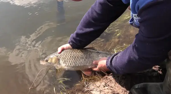 Wędkarz trzyma złowionego klenia lub jazia, złowionego na chleb z powierzchni rzeki.