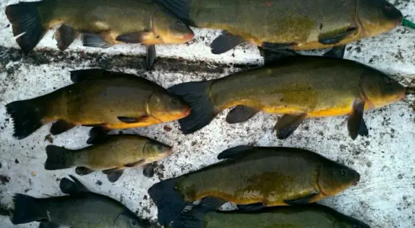 Kiedy bierze lin? Odkryj najlepsze czasy i warunki połowu