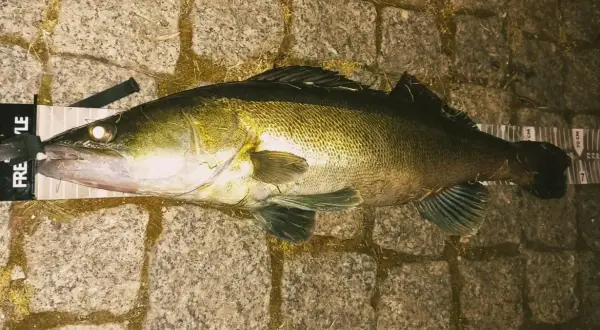 Jaki spinning na sandacza - wybierz najlepszą wędkę do skutecznego łowienia