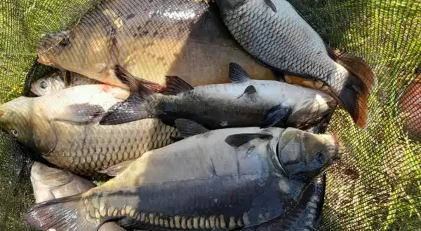 Mączka rybna na jakie ryby - skuteczne gatunki i sprawdzone metody
