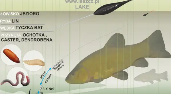 Łowienie na przystawkę ze spławikiem zapomniana metoda na liny w trzcinach. Zestaw: bat, ochotka, caster, dendrobena, haczyk.
