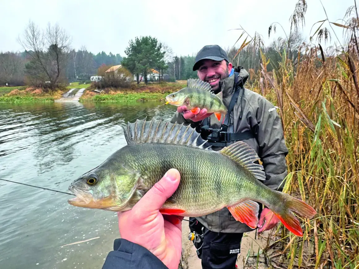 Jesienne okonie złowione na boczny trok czy carolina rig? Wędkarz z dumą prezentuje okazy, które dały mu satysfakcję.