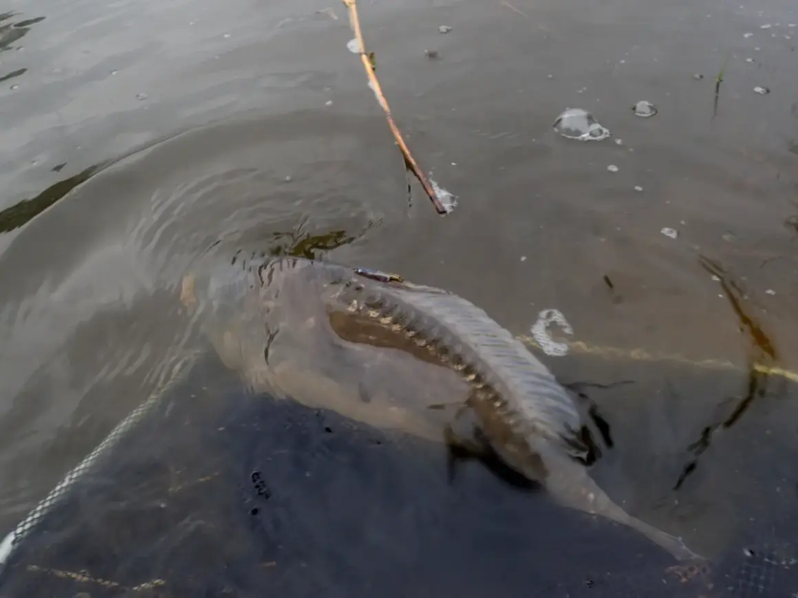 Karp złowiony metodą pellet waggler, żerujący w połowie wody. Widać siatkę podbieraka i trzcinę.