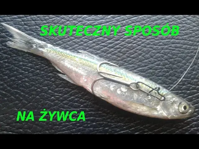 Jak założyć żywca na haczyk – skuteczne metody na udany połów