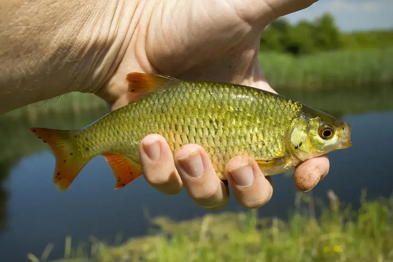 Zdjęcie Troć – sekrety biologii, smaku i ochrony tej wyjątkowej ryby