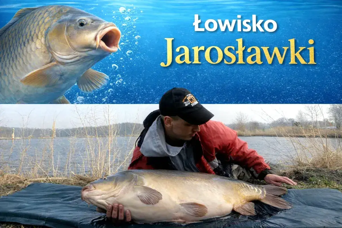 Łowienie ryb na stawie komercyjnym Jarosławki. Czy wymagana jest karta? Duży karp na macie, wędkarz w czapce.