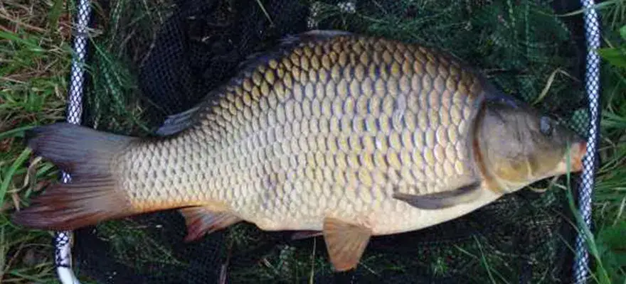 Zdjęcie Najlepsza zanęta karp amur - skuteczne mieszanki na ryby
