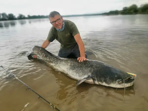 Wędkarz z ogromnym sumem na brzegu. Pokazuje, co na suma z brzegu jak wywieźć zestaw bez łódki.