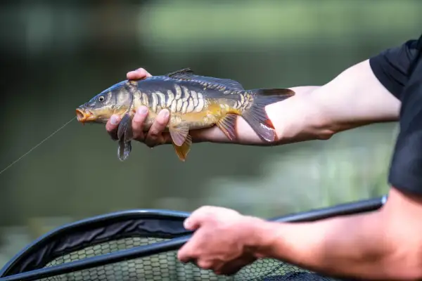Zbrojenie martwej rybki do łowienia z gruntu. Karp trzymany w dłoni, żyłka wychodzi z pyska, gotowy do naturalnego opadania.