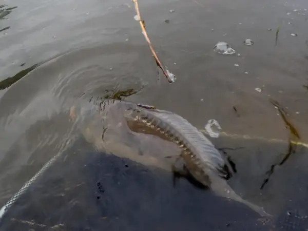 Karp złowiony metodą pellet waggler, żerujący w połowie wody. Widać siatkę podbieraka i trzcinę.