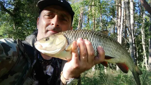 Wędkarz prezentuje złowionego klenia. Pokazuje, jak prowadzić smużaki w nurcie rzeki, by skutecznie łowić te ryby.