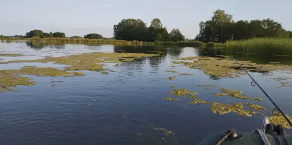 Wędkowanie na zarośniętym jeziorze, widok z łodzi na wodę z glonami i wędkę.