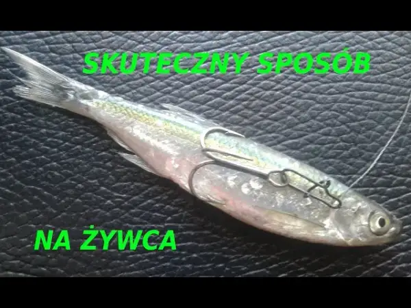Jak założyć żywca na haczyk – skuteczne metody na udany połów